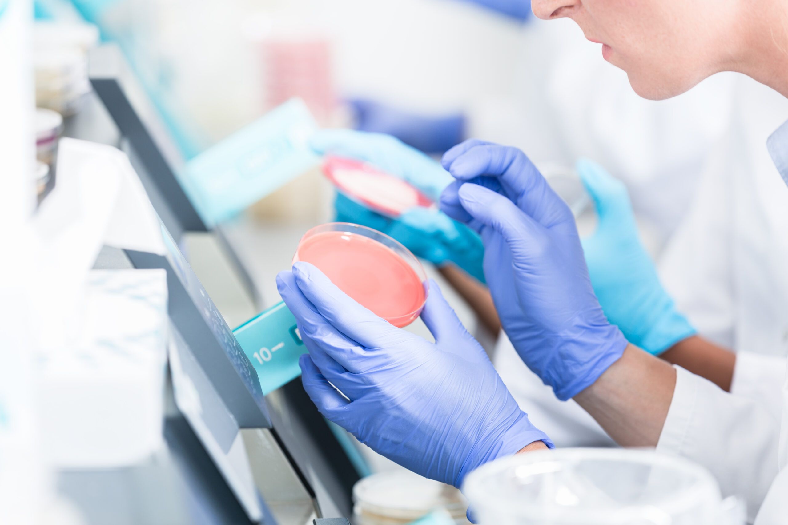 Labor Mitarbeiter schaut auf rosa Petrischale
